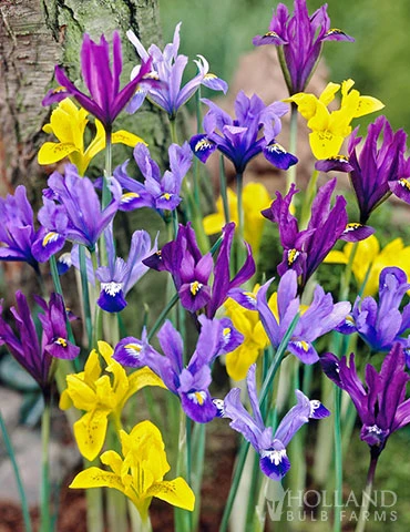 Menu Rock Garden Delight - Image 3