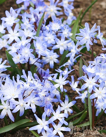 Menu Rock Garden Delight - Image 2