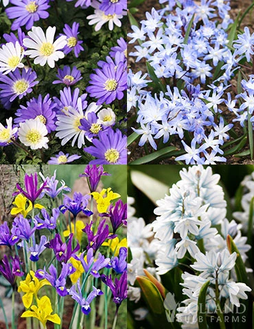 Menu Rock Garden Delight