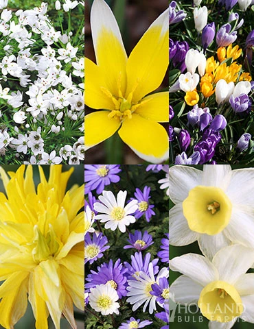 Menu Small Wonders Garden Collection