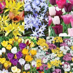 Menu Bloom Parade Garden Kit- 60 Days Of Blooms