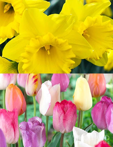 Menu 100 Tulips & Daffodils Collection