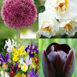 Menu Late Spring Flowers Garden Kit