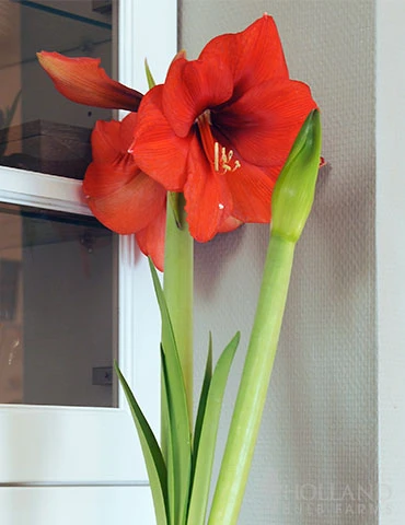 Menu Giant Red Lion Amaryllis Kit - Image 5