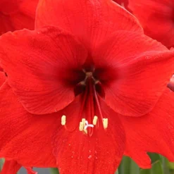 Menu Giant Red Lion Amaryllis Kit