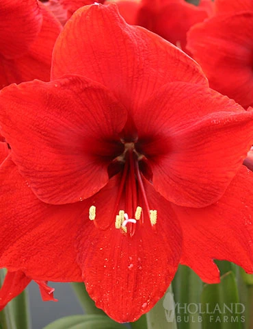 Menu Giant Red Lion Amaryllis Kit