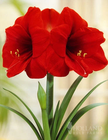 Menu Giant Red Lion Amaryllis Kit - Image 4