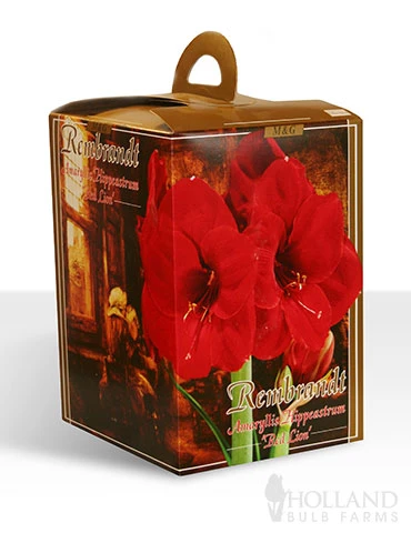 Menu Giant Red Lion Amaryllis Kit - Image 2