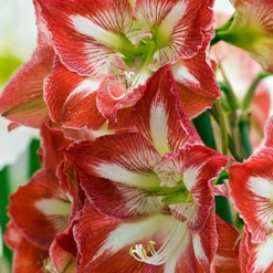 Menu Giant Minerva Amaryllis Kit