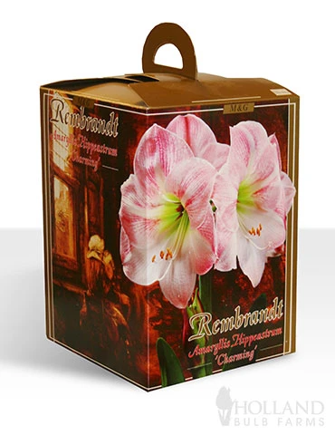 Menu Giant Charming Amaryllis Kit - Image 2