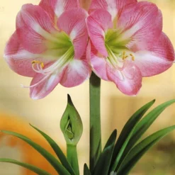 Menu Giant Charming Amaryllis Kit