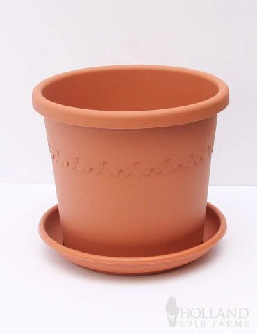 Menu Giant Charming Amaryllis Kit - Image 3