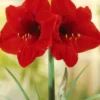 Menu Red Lion Amaryllis Giftbox Kit