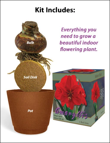 Menu Red Lion Amaryllis Giftbox Kit - Image 2