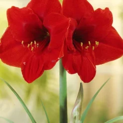Menu Red Lion Amaryllis Giftbox Kit