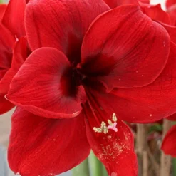 Menu Grand Diva Amaryllis