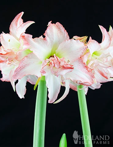 Menu Peppermint Amaryllis Collection - Image 5