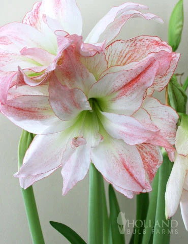 Menu Peppermint Amaryllis Collection - Image 4