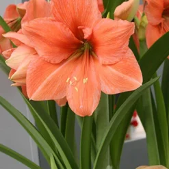 Menu Rilona Amaryllis