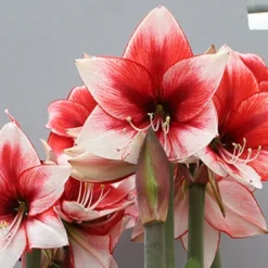 Menu Charisma Amaryllis