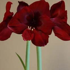 Menu Queen Of Night Amaryllis