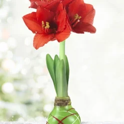 Menu Green Picasso Base Waxed Amaryllis
