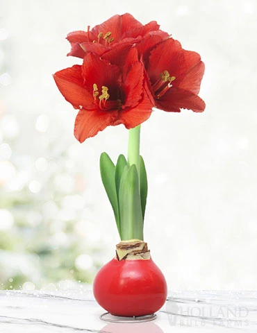 Menu Red Waxed Amaryllis Collection (3-Pack) - Image 3