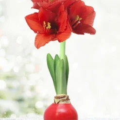Menu Happiness Waxed Amaryllis