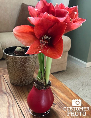 Menu Red Waxed Amaryllis Collection (3-Pack) - Image 7