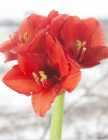 Menu Red Waxed Amaryllis Collection (3-Pack) - Image 6