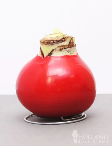 Menu Happiness Waxed Amaryllis - Image 2