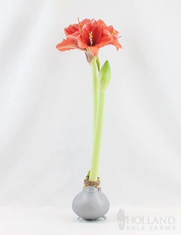 Menu Noel Waxed Amaryllis - Image 3