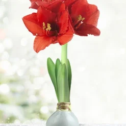 Menu Noel Waxed Amaryllis