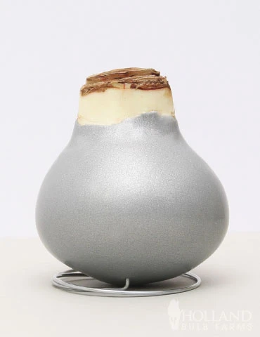 Menu Noel Waxed Amaryllis - Image 2