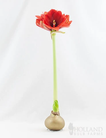Menu Magic Waxed Amaryllis - Image 3