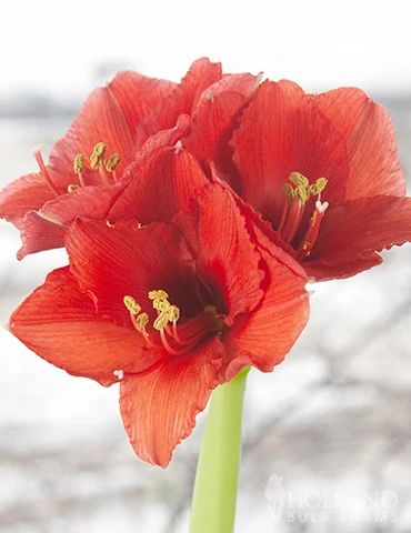 Menu Magic Waxed Amaryllis - Image 4
