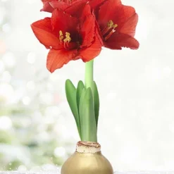 Menu Magic Waxed Amaryllis