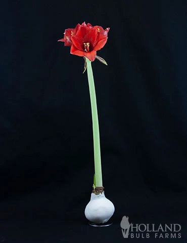 Menu Miracle Waxed Amaryllis - Image 3