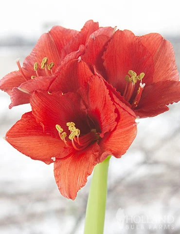 Menu Miracle Waxed Amaryllis - Image 4