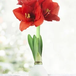 Menu Miracle Waxed Amaryllis