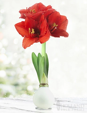 Menu Miracle Waxed Amaryllis