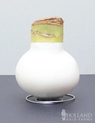 Menu Miracle Waxed Amaryllis - Image 2