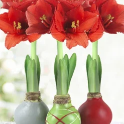 Menu Holiday Waxed Amaryllis Collection (3-Pack)