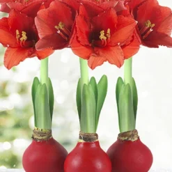 Menu Red Waxed Amaryllis Collection (3-Pack)