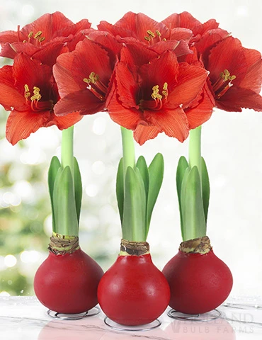 Menu Red Waxed Amaryllis Collection (3-Pack)