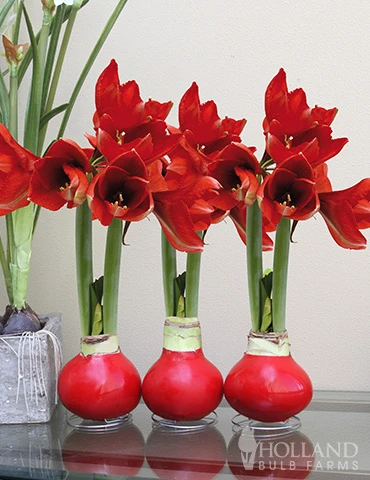 Menu Red Waxed Amaryllis Collection (3-Pack) - Image 2