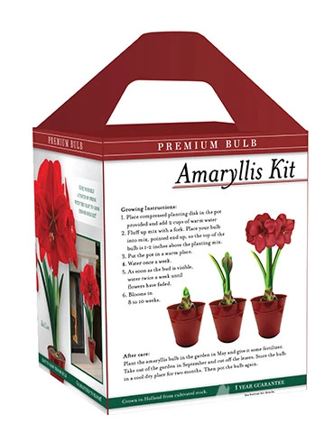 Menu Premium Amaryllis Kit Collection - Image 5