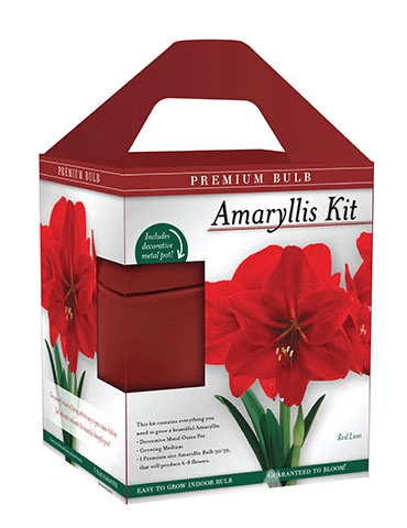 Menu Premium Amaryllis Kit Collection - Image 4