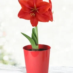 Menu Premium Red Lion Amaryllis Kit