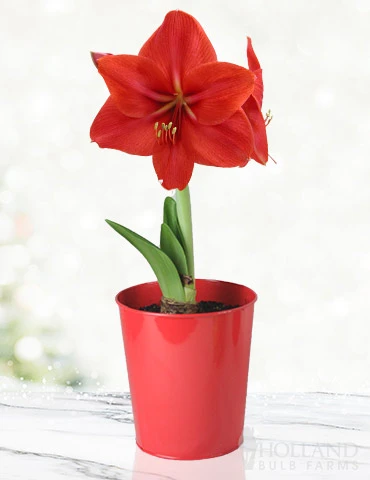 Menu Premium Amaryllis Kit Collection - Image 3